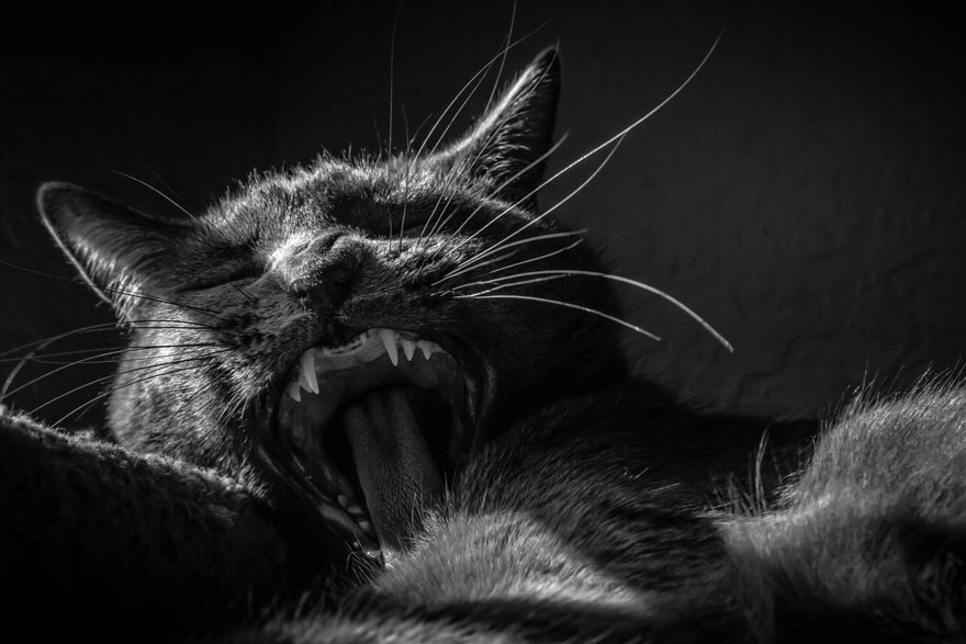 Таинственная кошачья жизнь в чёрно-белых фотографиях-22