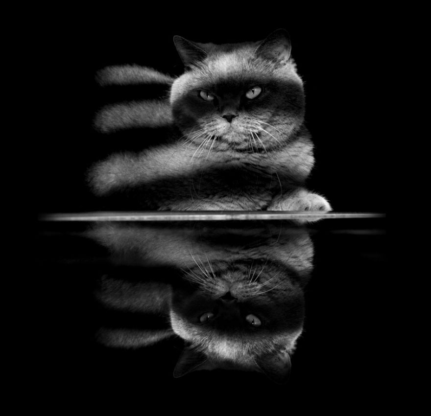 Таинственная кошачья жизнь в чёрно-белых фотографиях-32