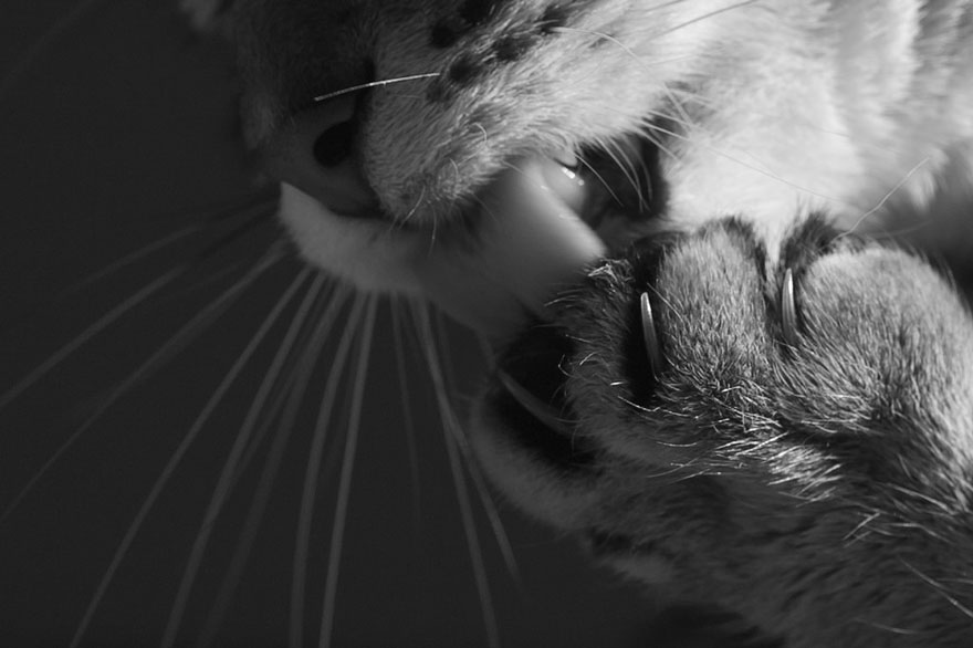 Таинственная кошачья жизнь в чёрно-белых фотографиях-24