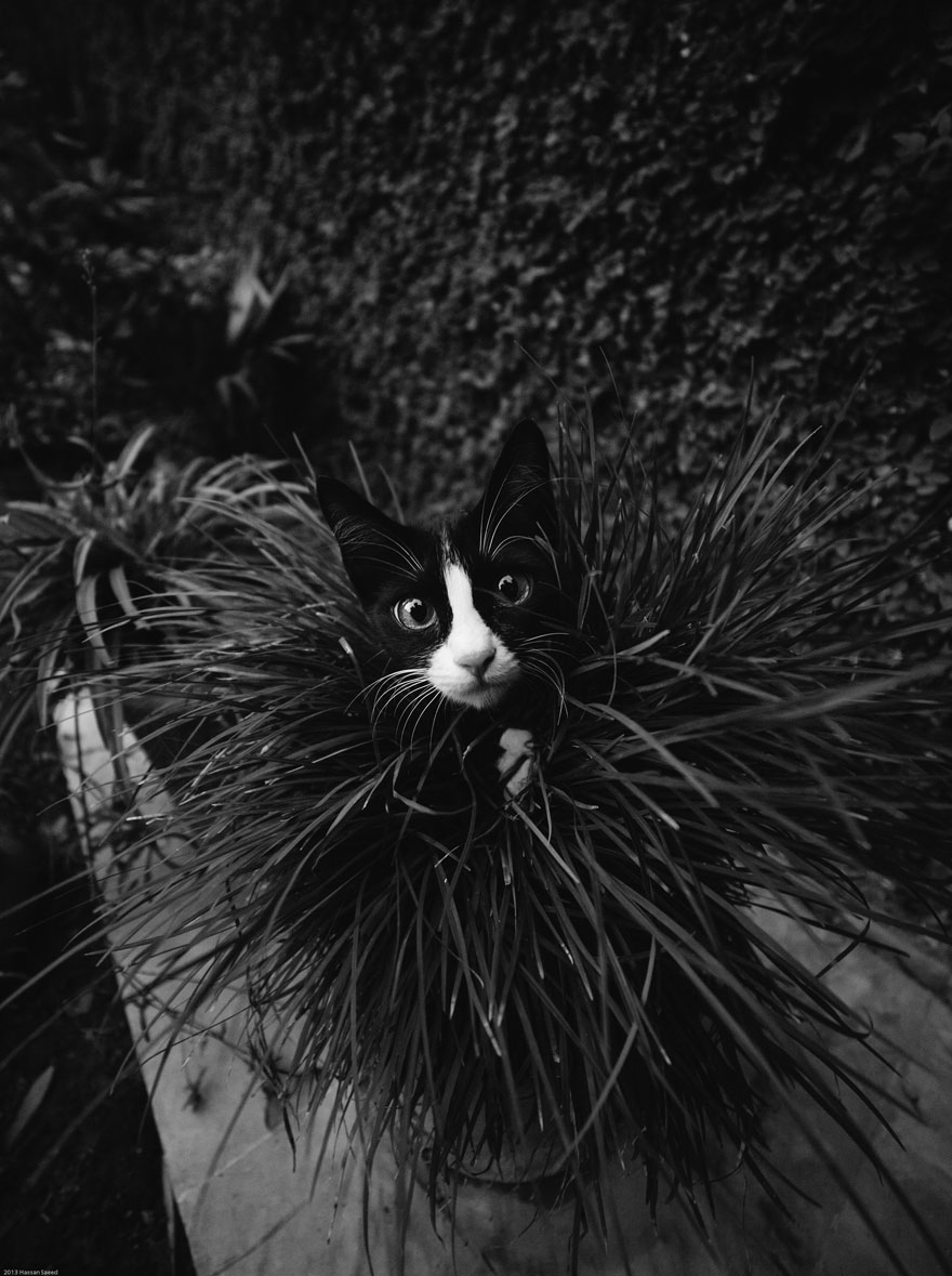 Таинственная кошачья жизнь в чёрно-белых фотографиях-20