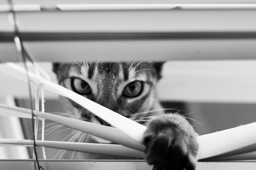 Таинственная кошачья жизнь в чёрно-белых фотографиях-2