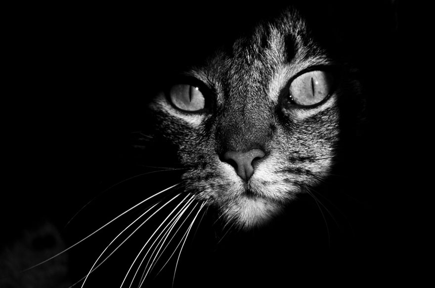 Таинственная кошачья жизнь в чёрно-белых фотографиях-4