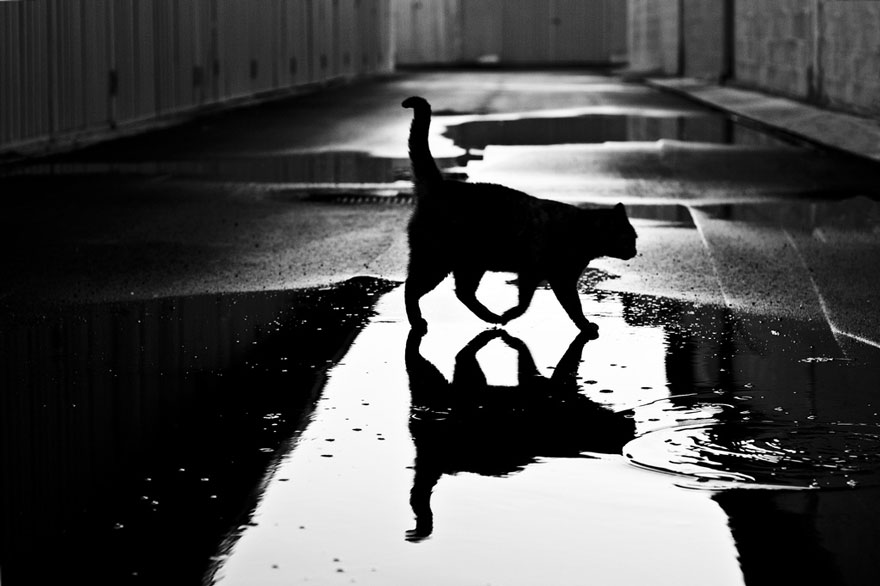 Таинственная кошачья жизнь в чёрно-белых фотографиях-18