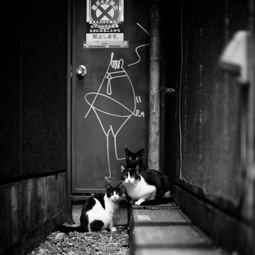 Таинственная кошачья жизнь в чёрно-белых фотографиях-14