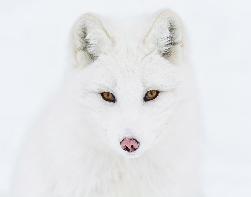 Песец или полярная лисица-1