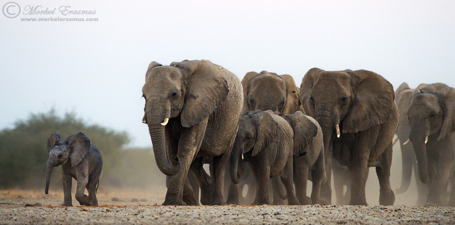 Слоны миграция
