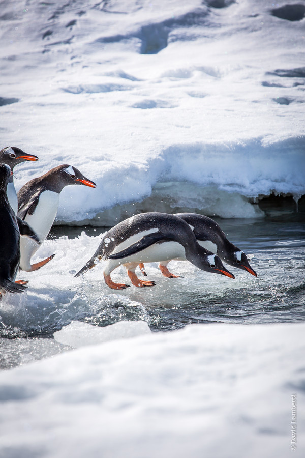 Как тусуются пингвины - 30 милейших фотографий