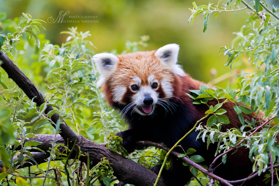 Необычайно фотогеничные красные панды (39 фото)