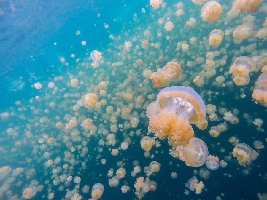 Медузы миграция