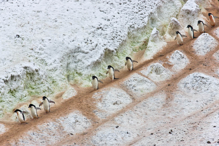 Пингвины миграция