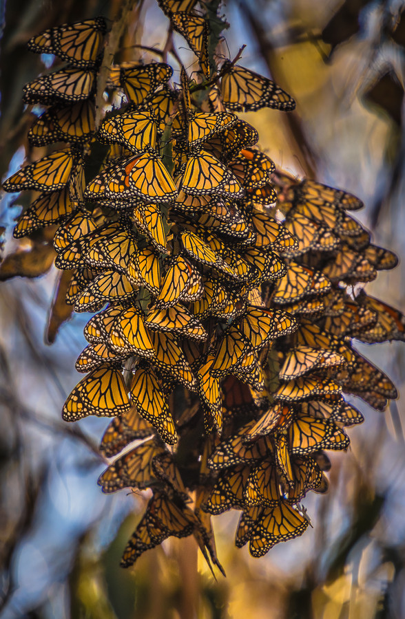 Бабочки Монархи миграция