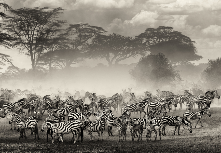 Зебры миграция