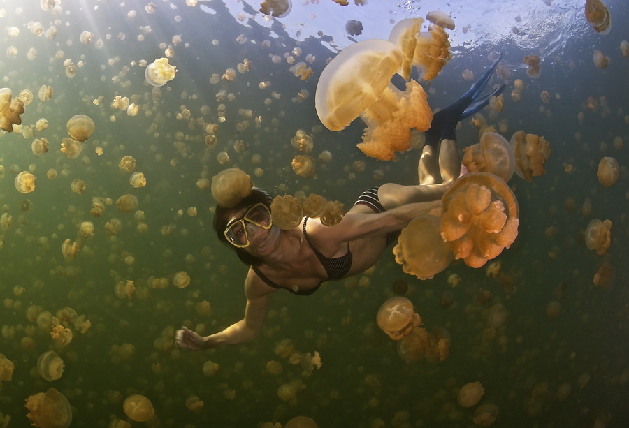 Купание в озере с жалящими медузами в Микронезии