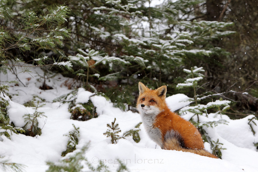 30 очаровательных фотографий лис в снегу