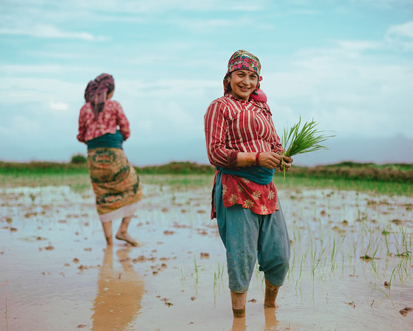 Непальские фермеры, выращивающие рис – Покхара