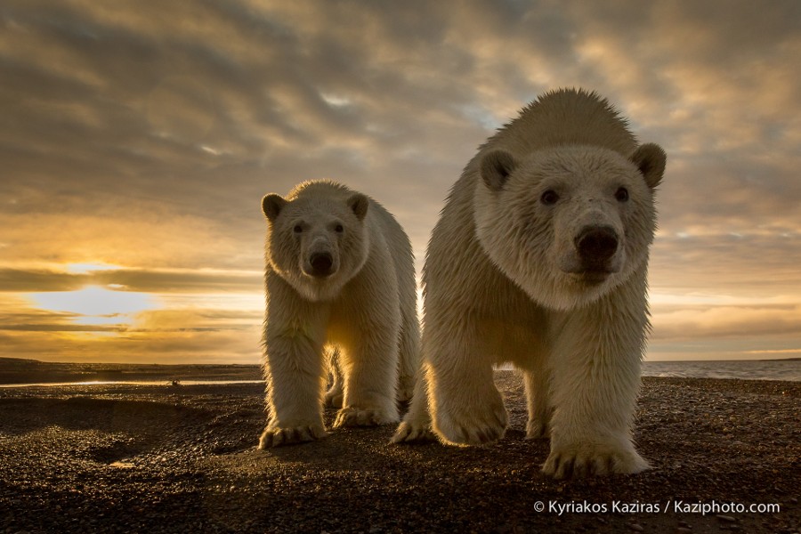 Топ 10 фотографий животных за 2014 по версии сайта 500px