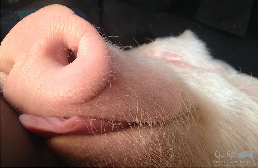 Свинячьи метаморфозы: как свинка Эстер навсегда изменила жизнь людей-1
