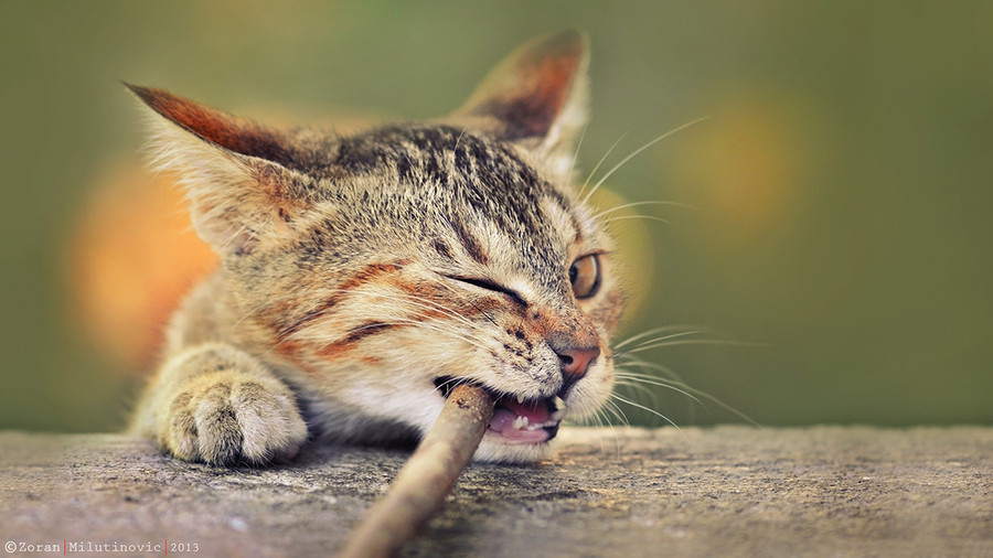 Лучшие фотографии кошек за 2014 год по версии сайта 500px