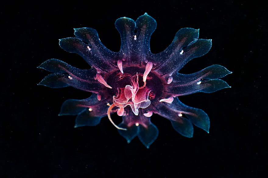 Инопланетная красота медуз в подводных фотографиях Александра Семенова-28