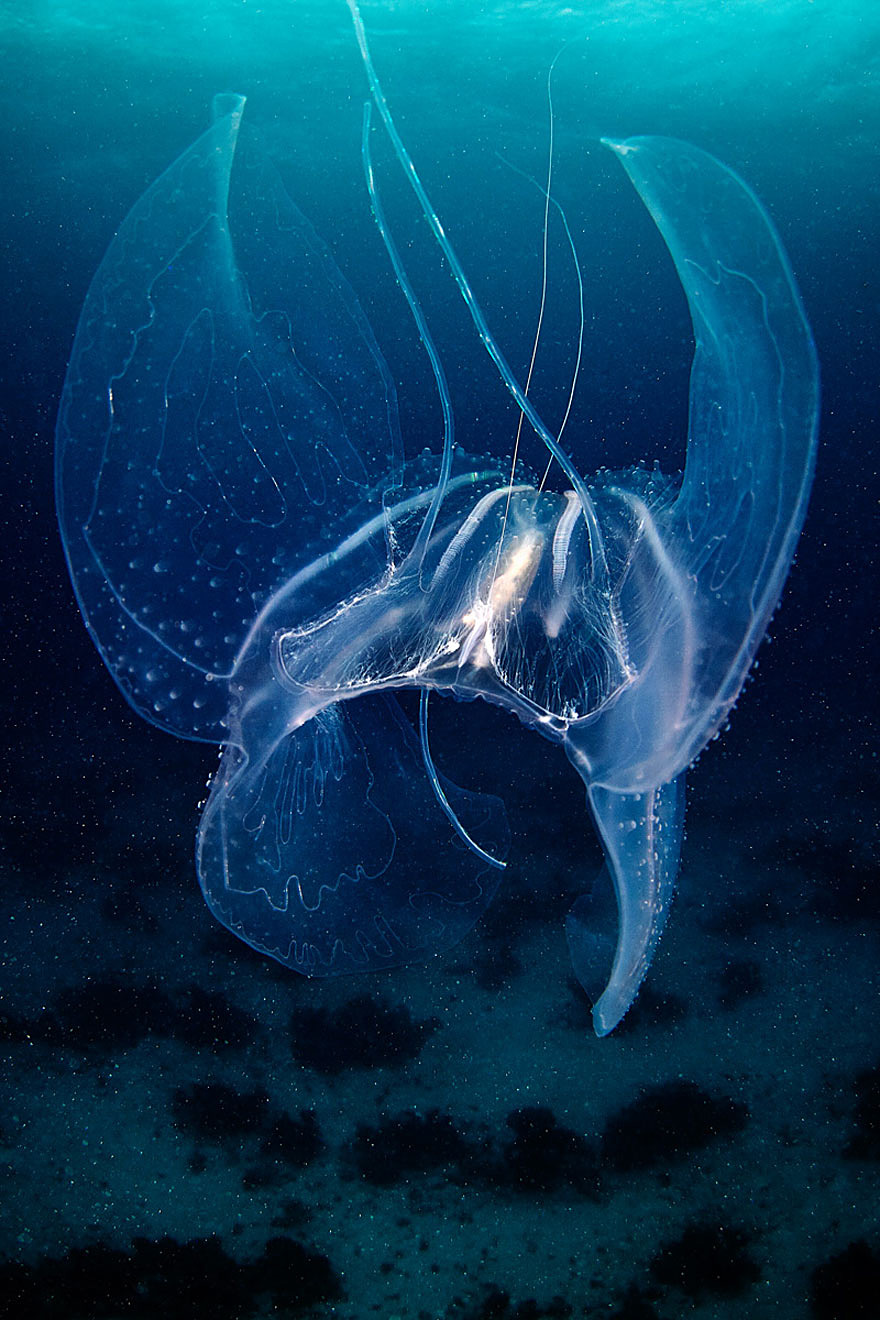 Инопланетная красота медуз в подводных фотографиях Александра Семенова-15-2