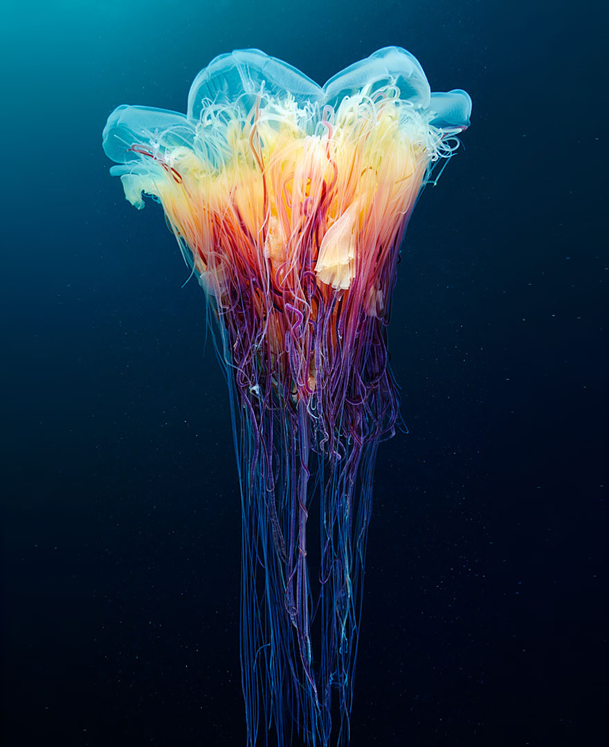 Инопланетная красота медуз в подводных фотографиях Александра Семенова-16-2