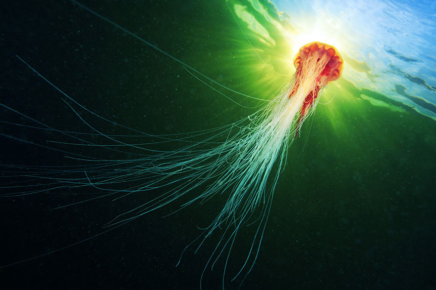Инопланетная красота медуз в подводных фотографиях Александра Семенова-20-2
