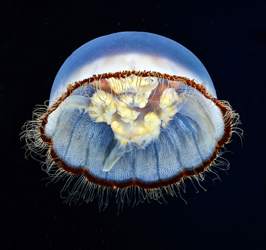 Инопланетная красота медуз в подводных фотографиях Александра Семенова-30