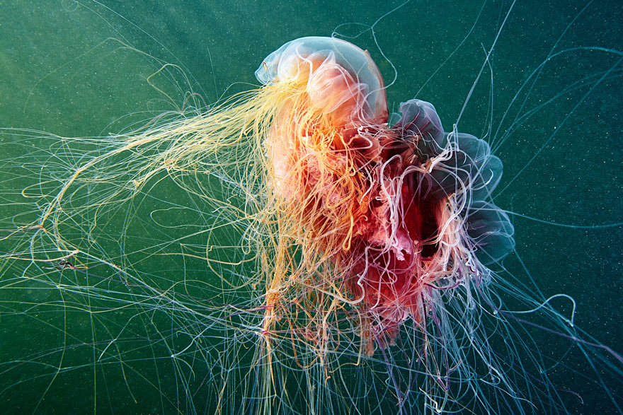 Инопланетная красота медуз в подводных фотографиях Александра Семенова-9-2