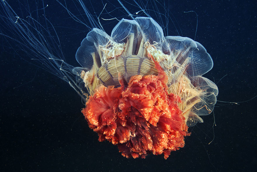 Инопланетная красота медуз в подводных фотографиях Александра Семенова-18