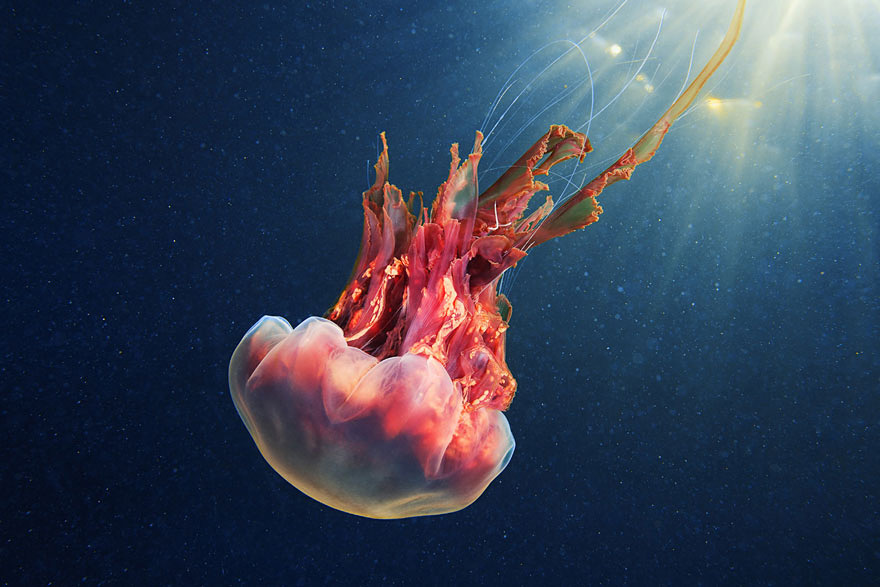 Инопланетная красота медуз в подводных фотографиях Александра Семенова-6-2