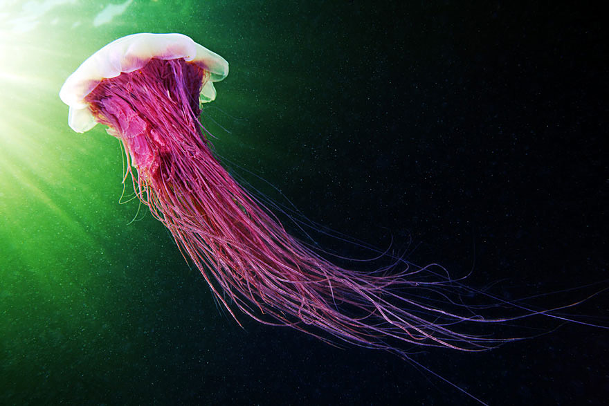 Инопланетная красота медуз в подводных фотографиях Александра Семенова-3-2