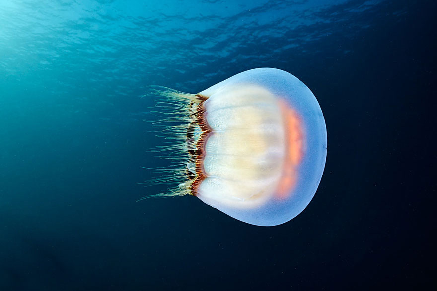 Инопланетная красота медуз в подводных фотографиях Александра Семенова-26-2