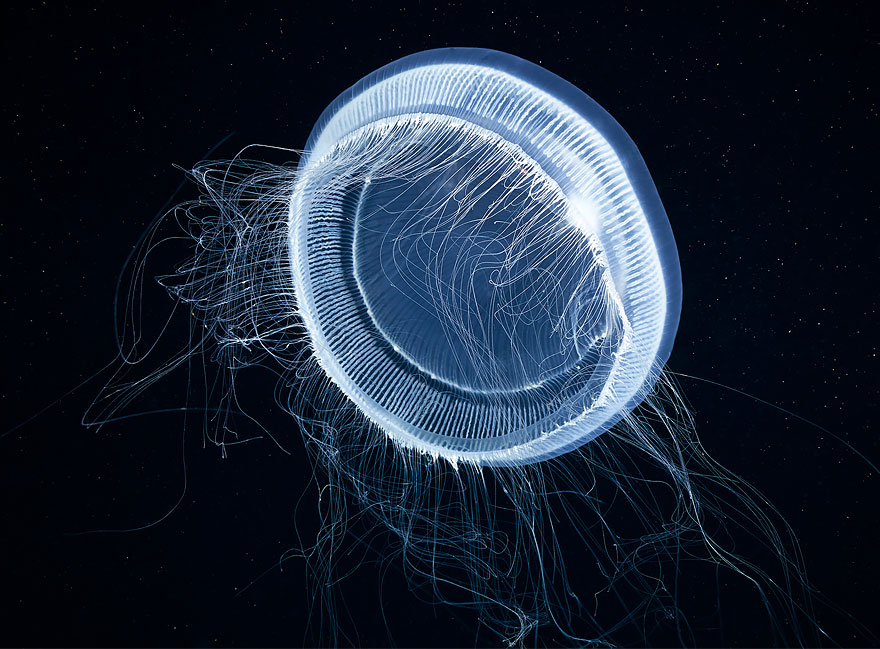 Инопланетная красота медуз в подводных фотографиях Александра Семенова-8-2