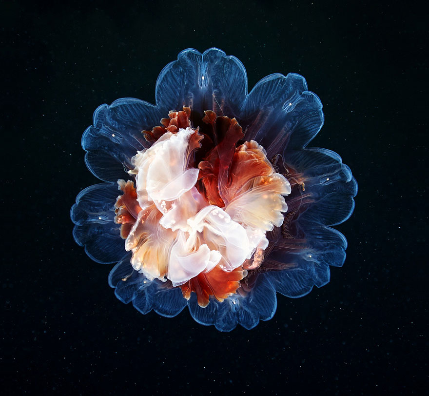 Инопланетная красота медуз в подводных фотографиях Александра Семенова-66