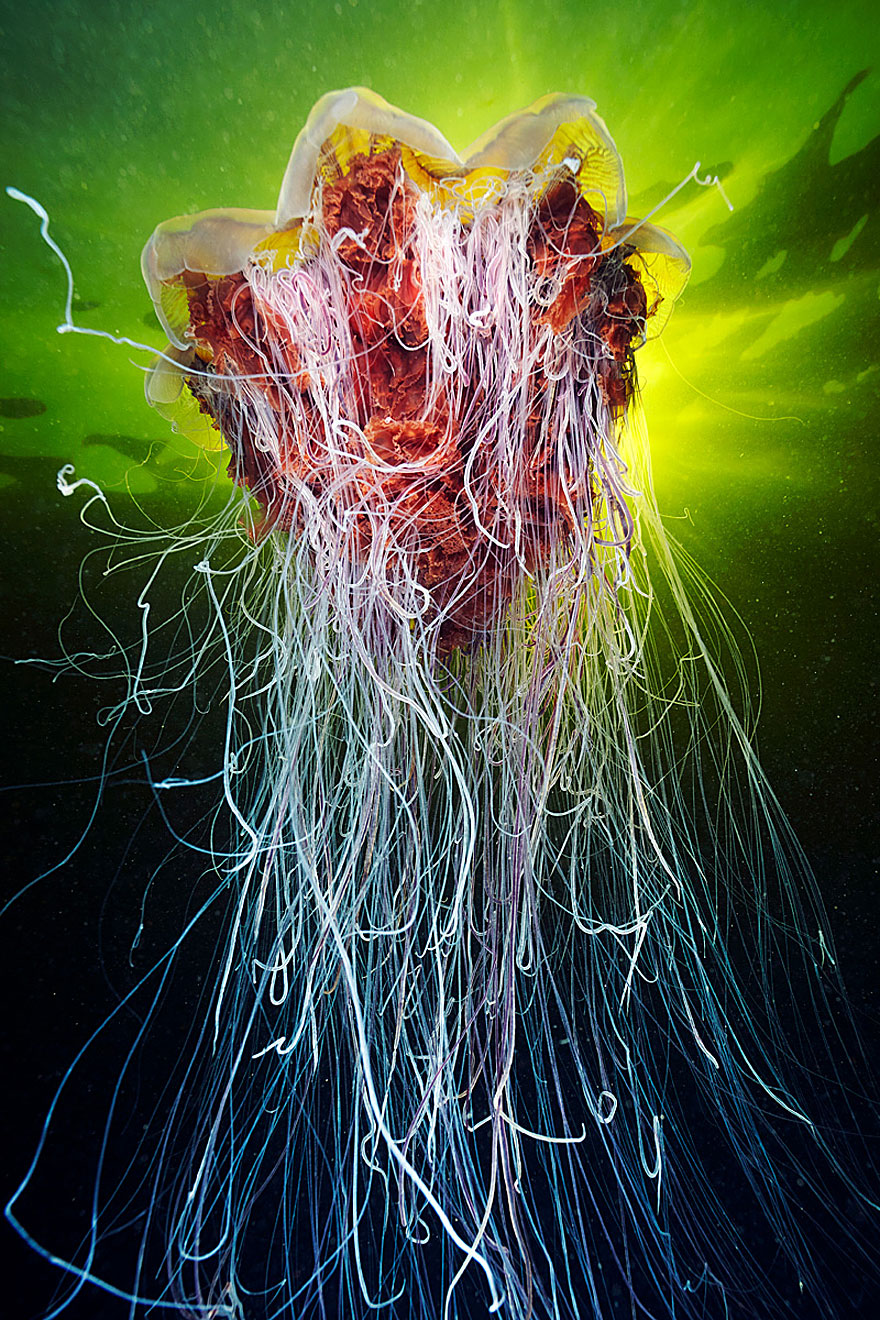 Инопланетная красота медуз в подводных фотографиях Александра Семенова-29