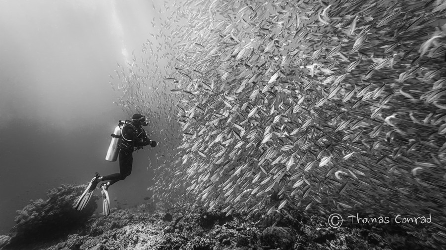 10 лучших подводных фотографий года на ресурсе 500px