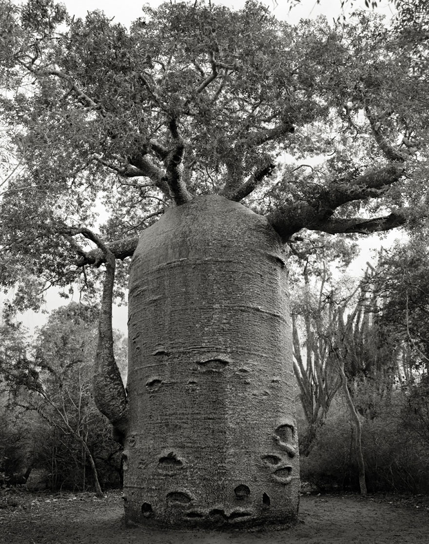 Деревья древние как мир в фотографиях из 14-летнего путешествия-11