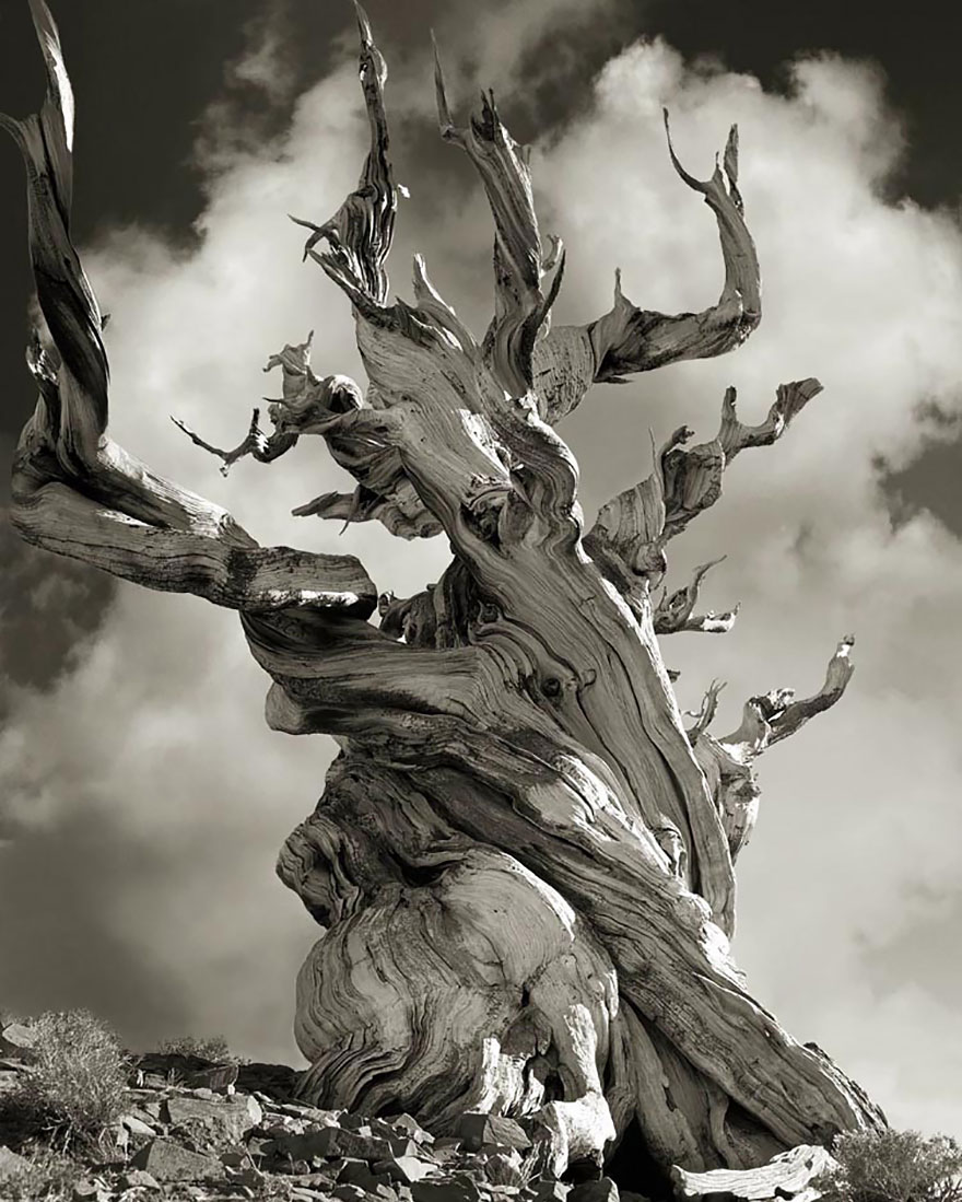 Деревья древние как мир в фотографиях из 14-летнего путешествия-15