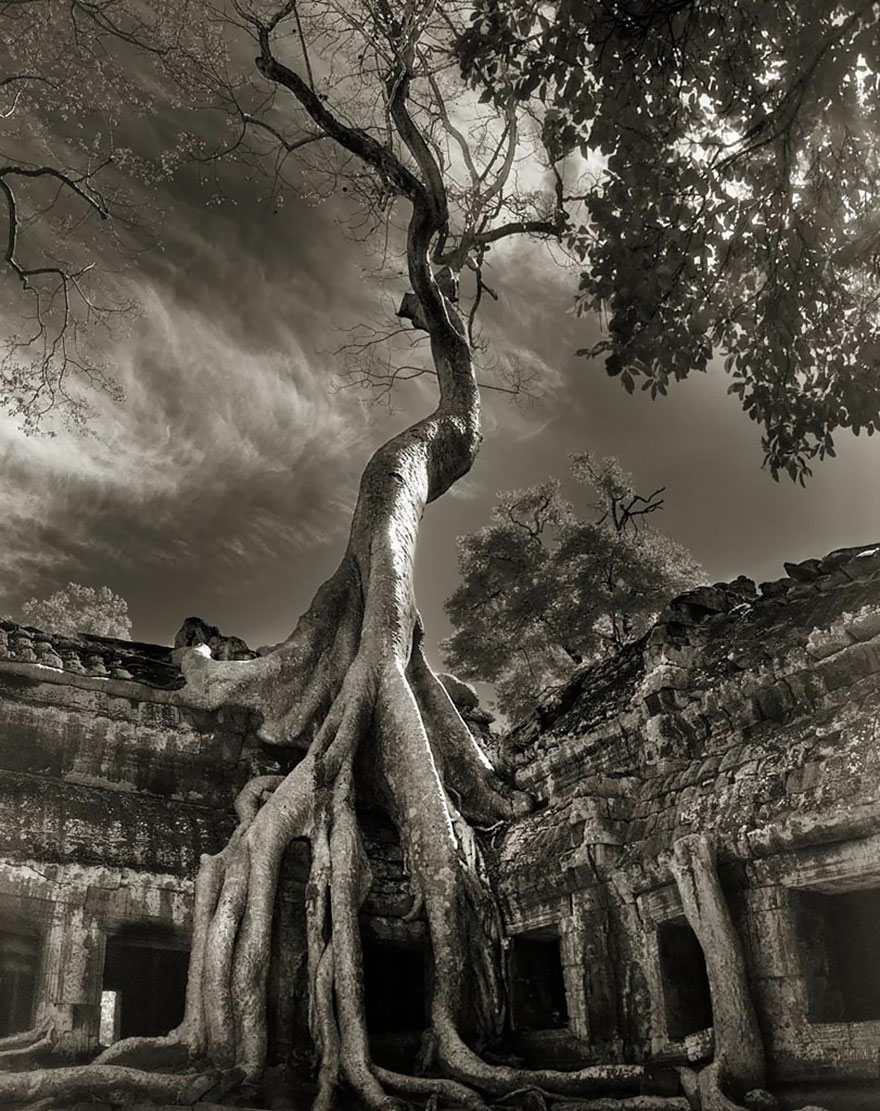 Деревья древние как мир в фотографиях из 14-летнего путешествия-17