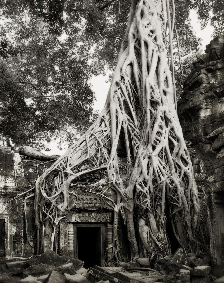Деревья древние как мир в фотографиях из 14-летнего путешествия-13