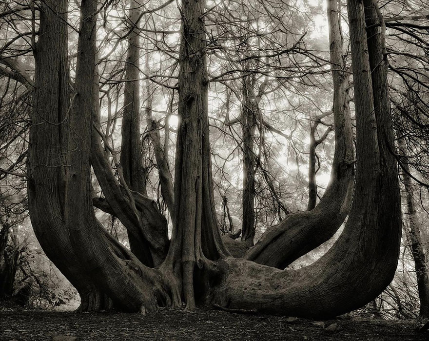 Деревья древние как мир в фотографиях из 14-летнего путешествия-14