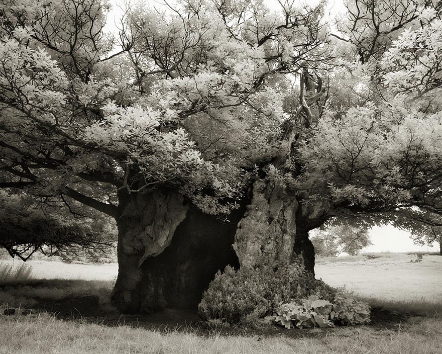 Деревья древние как мир в фотографиях из 14-летнего путешествия-19