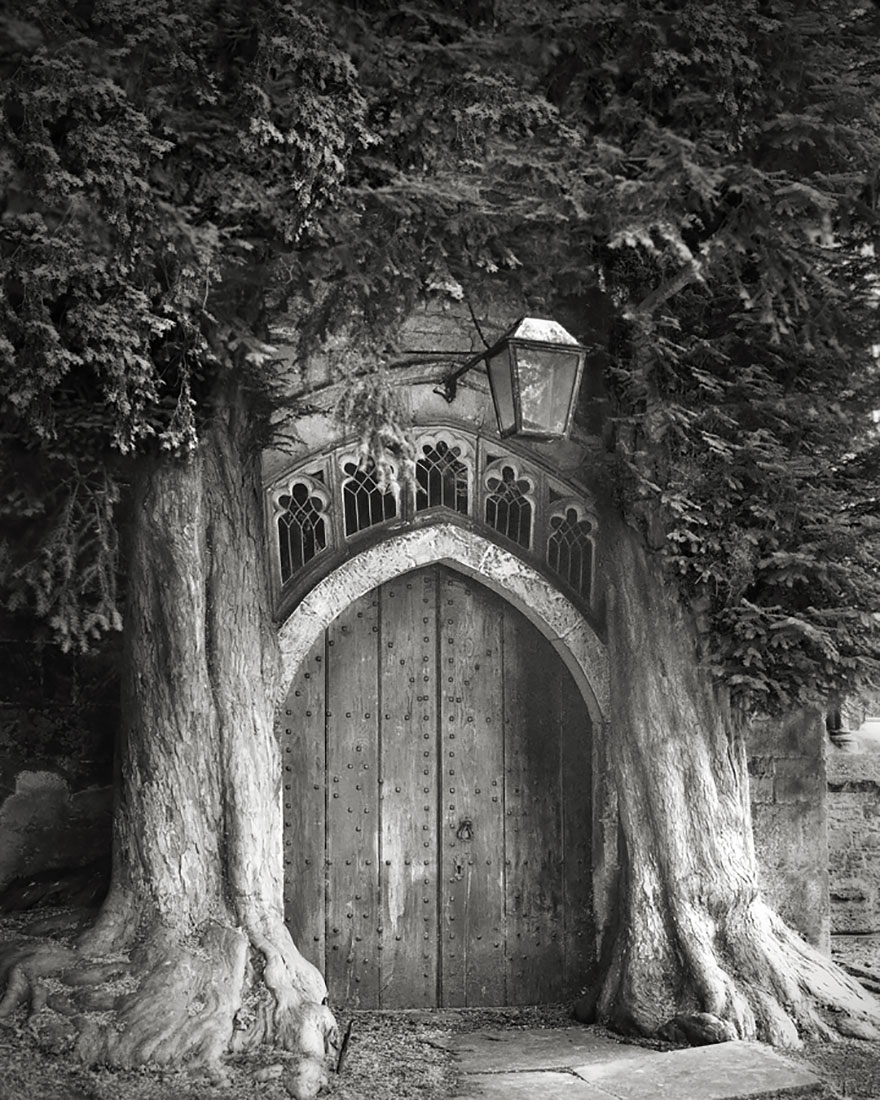 Деревья древние как мир в фотографиях из 14-летнего путешествия-6