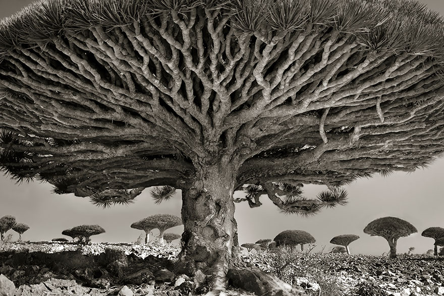 Деревья древние как мир в фотографиях из 14-летнего путешествия-8