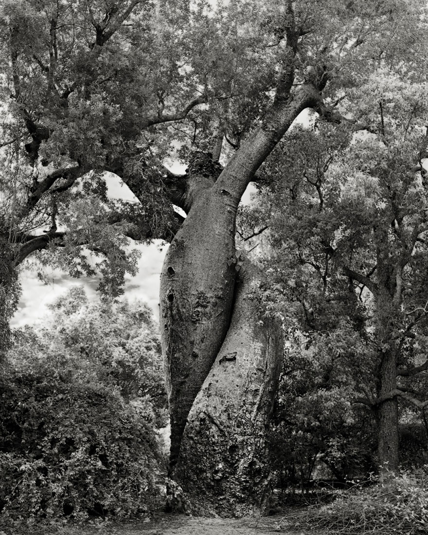 Деревья древние как мир в фотографиях из 14-летнего путешествия-20
