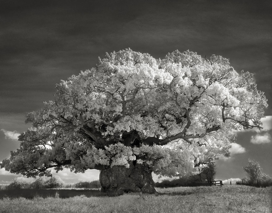 Деревья древние как мир в фотографиях из 14-летнего путешествия-2