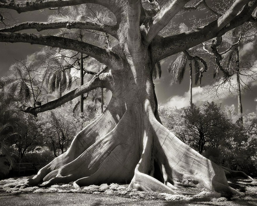 Деревья древние как мир в фотографиях из 14-летнего путешествия-10