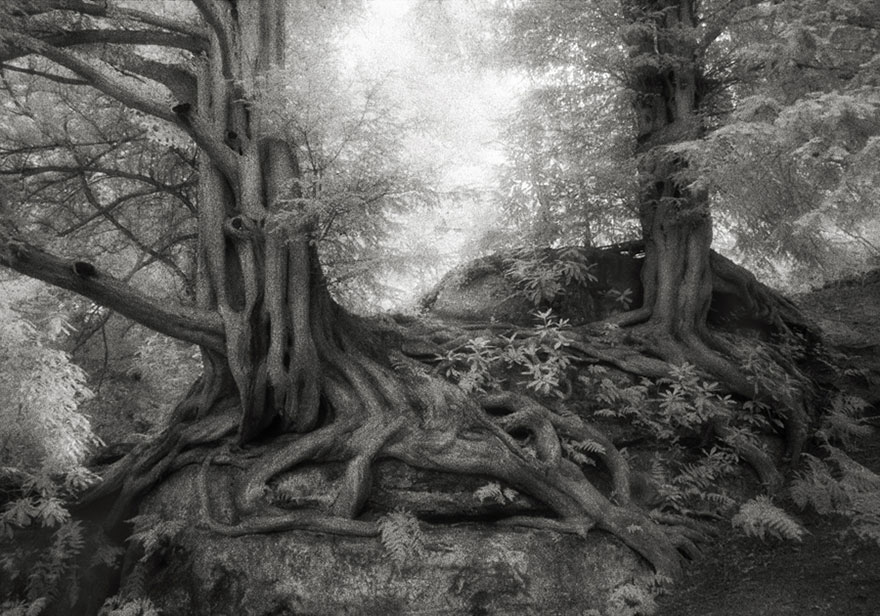 Деревья древние как мир в фотографиях из 14-летнего путешествия-7