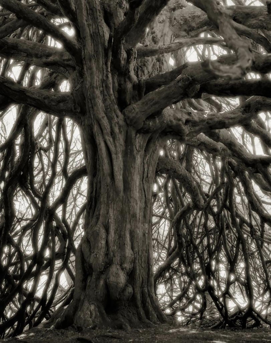 Деревья древние как мир в фотографиях из 14-летнего путешествия-18