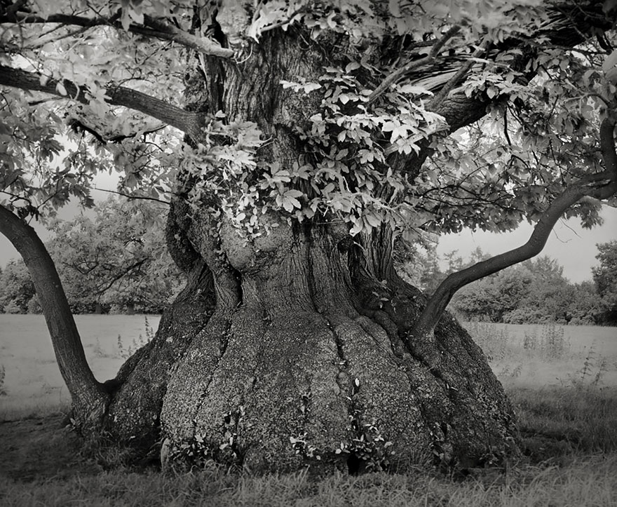 Деревья древние как мир в фотографиях из 14-летнего путешествия-4
